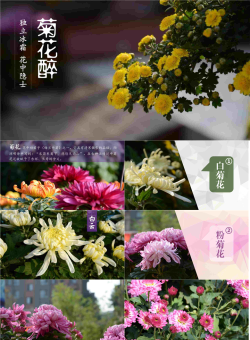“菊花醉”菊花品种介绍PPT模版.pptx[共17张]