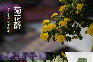 “菊花醉”菊花品种介绍PPT模版.pptx[共17张]