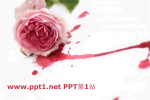 粉红月季花幻灯片模板.ppt[共4张]
