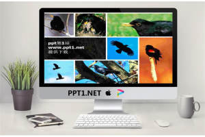 老鹰PPT模板.ppt[共3张]