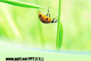 瓢虫淡雅树叶PPT模板.ppt[共3张]