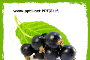 黑葡萄PPT模板.ppt[共4张]