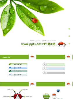 绿叶七星瓢虫PPT模板.pptx[共7张]