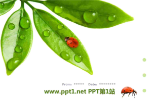绿叶七星瓢虫PPT模板.pptx[共7张]