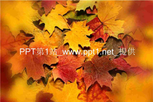 秋叶枫叶PPT模板.ppt[共4张]
