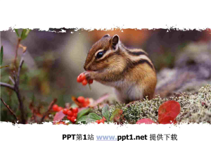 可爱小松鼠吃果子PPT模板.ppt[共4张]