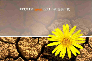 黄土地上的小黄花PPT模板.ppt[共4张]