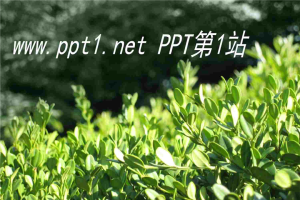 茶叶PPT模板：春天绿茶.ppt[共10张]