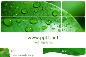 绿叶露珠PPT模板.ppt[共5张]