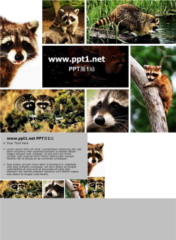 树袋熊PPT模板.ppt[共4张]