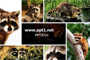 树袋熊PPT模板.ppt[共4张]