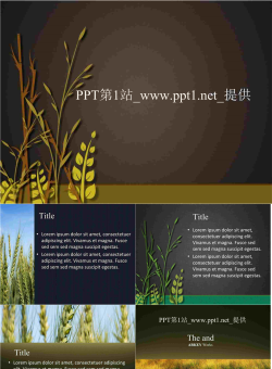 农业稻谷研究PPT模板.ppt[共6张]