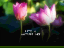 娇艳荷花PPT模板.ppt[共1张]