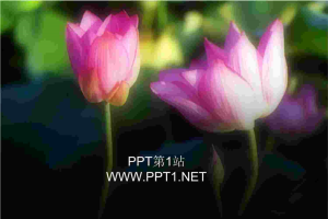 娇艳荷花PPT模板.ppt[共1张]