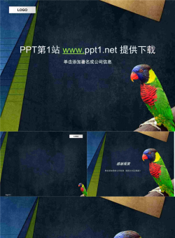鹦鹉PPT模板.ppt[共4张]