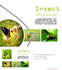 自然清新昆虫动物PPT模板.ppt[共3张]