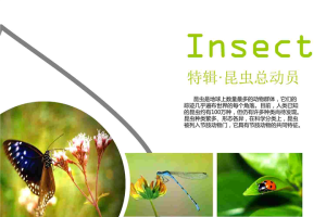 自然清新昆虫动物PPT模板.ppt[共3张]