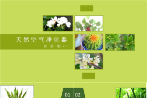 11种天然室内净化空气植物PPT模版.ppt[共13张]
