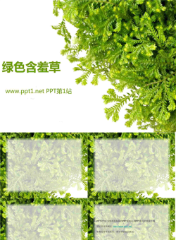 绿色含羞草PPT模板.ppt[共5张]