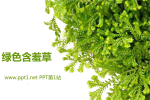 绿色含羞草PPT模板.ppt[共5张]