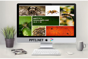 蜘蛛PPT模板.ppt[共3张]